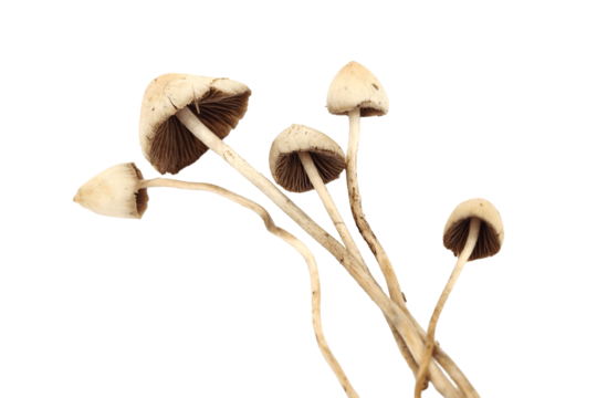 Mushrooms